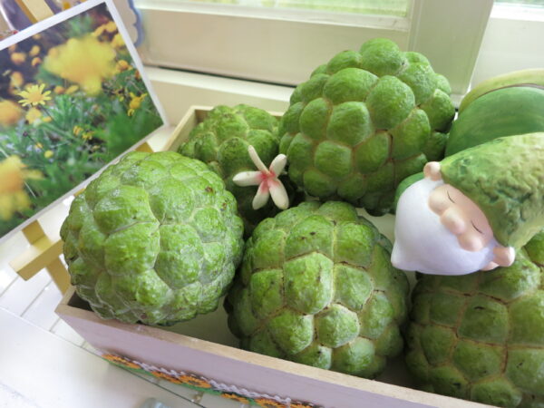 custard apple 2