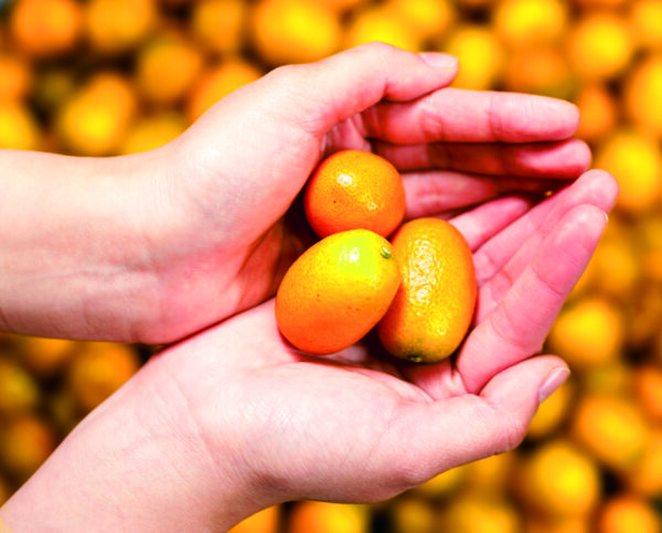 kumquat (2)