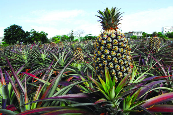 pineapple (1)